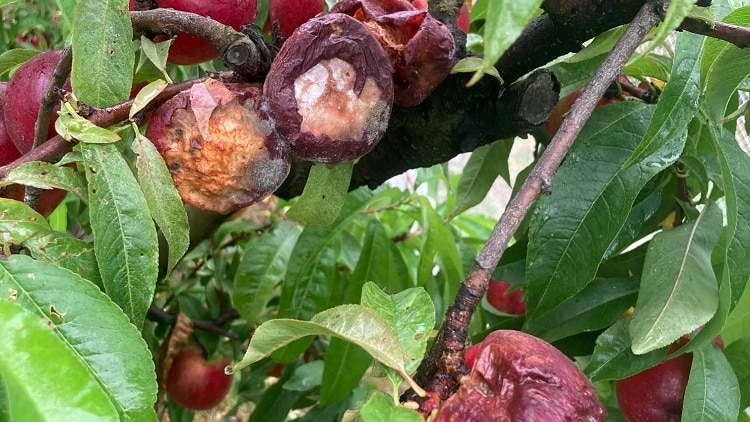 Brown rot on peaches still on trees in Victoria.