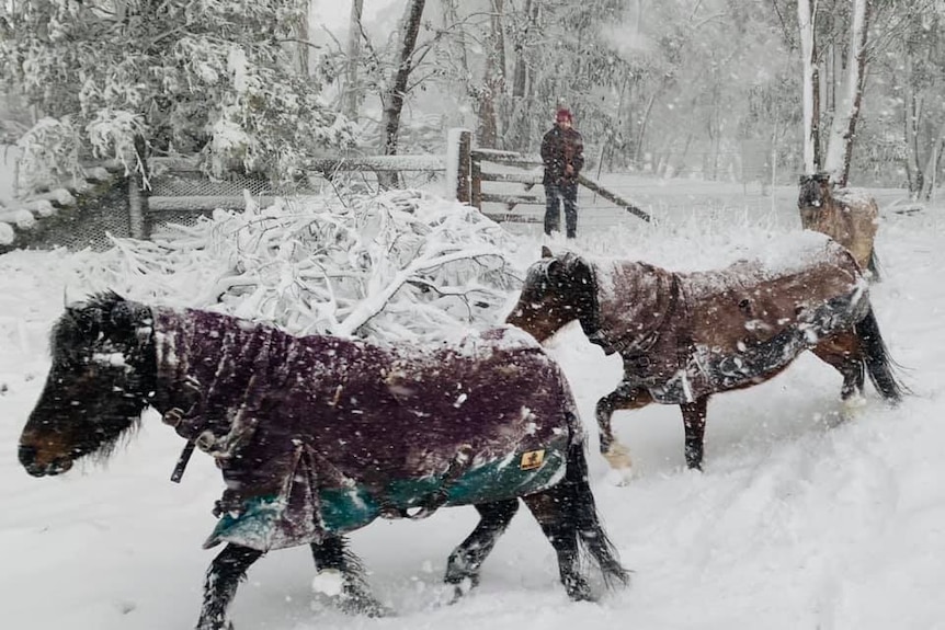 Horses in snow.