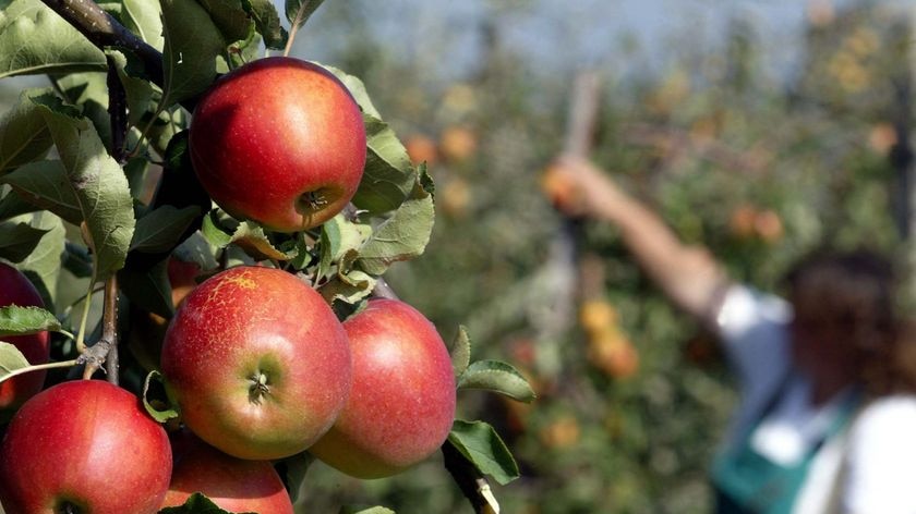 A woman picks apples during harvest time