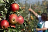 SA decides against imposing quarantine zones on movement of apples
