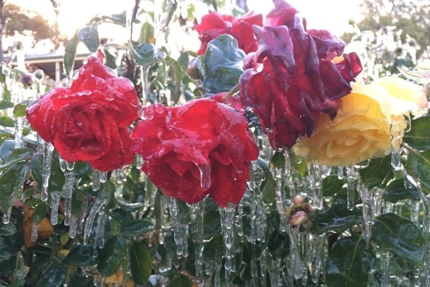 colourful roses frozen with icicles.