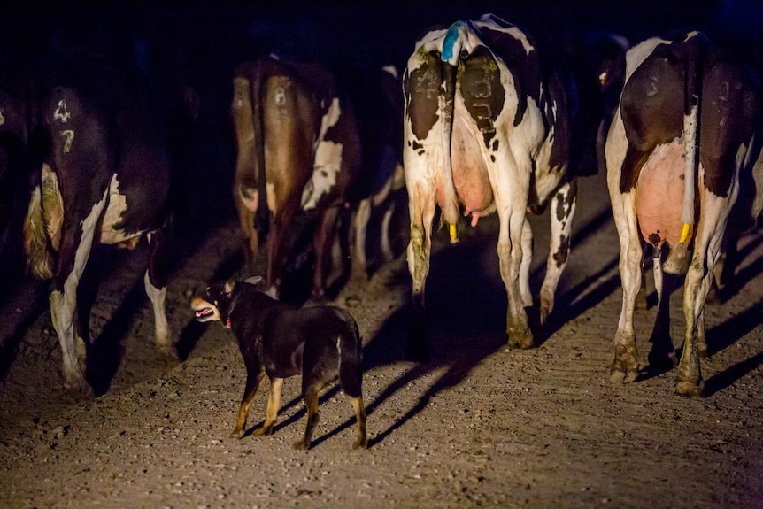 A kelpie named Toby is Shane's sole employee on the farm