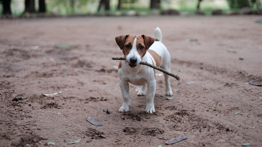 How throwing a stick to your dog could be putting their life at risk