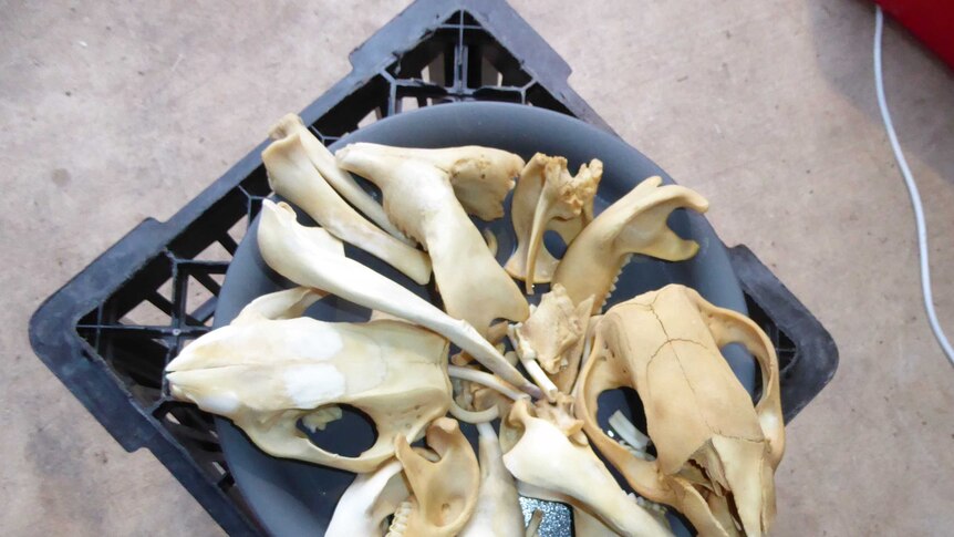 Skulls and bones sit on a tray on a crate