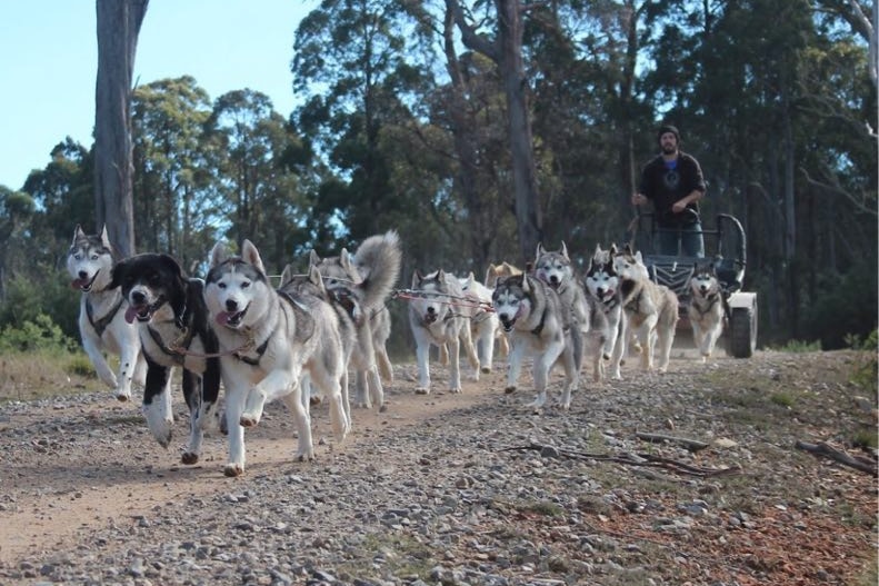 A group of huskies pulling a wheeled cart.