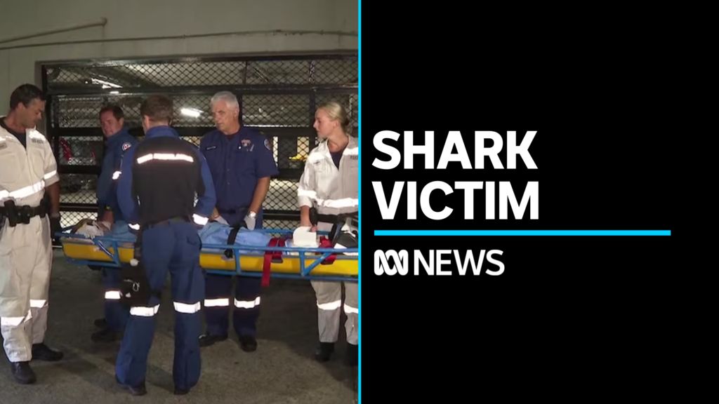 Sydney Harbour shark bite survivor likely to make full recovery - ABC News