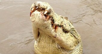 The white head of a crocodile emerges from the water.