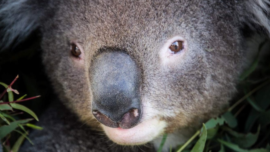 Close up of a koala in a carrying cage, surrounded by leaves