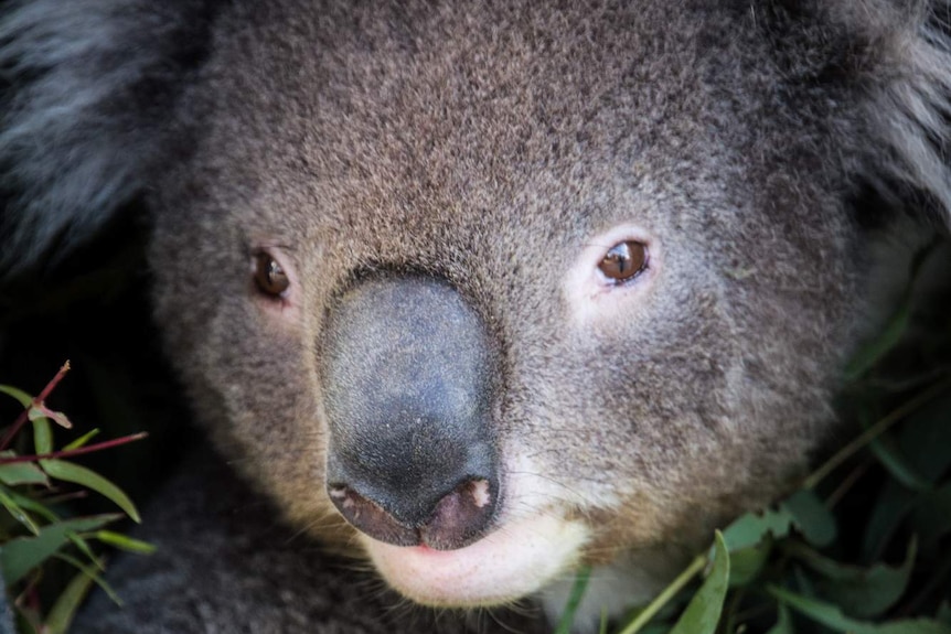 Close up of a koala in a carrying cage, surrounded by leaves