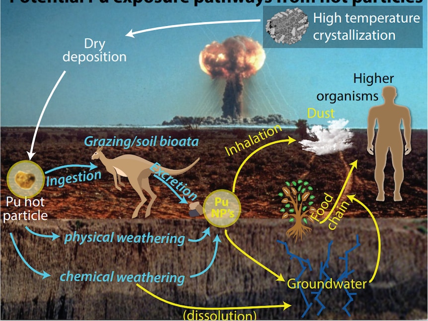 A diagram of plutonium particles from nuclear tests leach into the groundwater, be ingested by wildlife and inhaled by humans