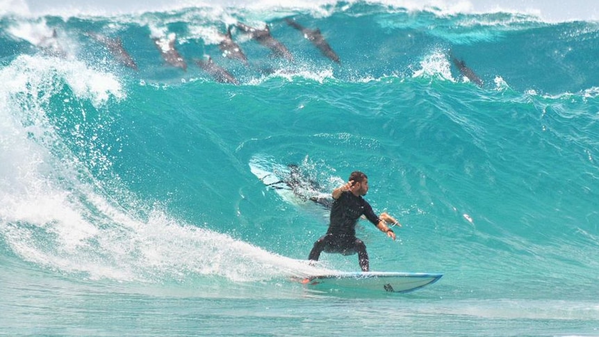 Surfing with dolphins in Byron Bay