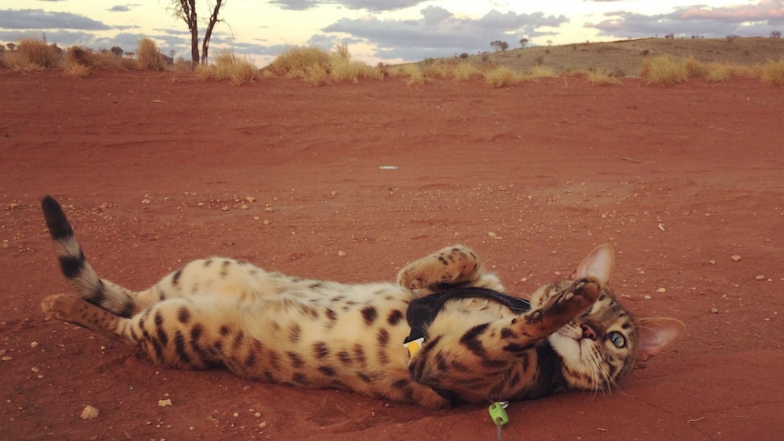 A cat with dark brown spots lies on her back in the red desert dirt.