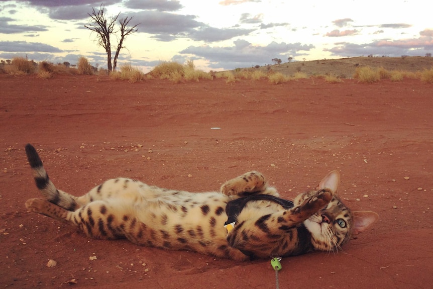 A cat with dark brown spots lies on her back in the red desert dirt.