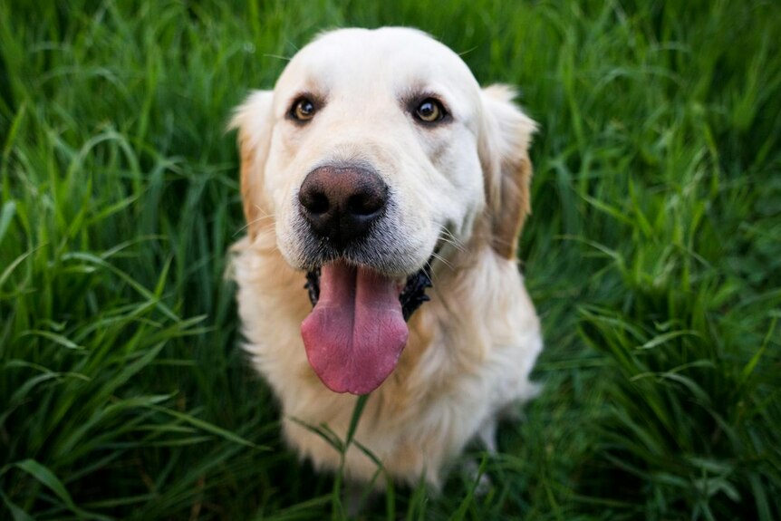 Light-coloured golden retriever, sitting on grass with tongue out. 