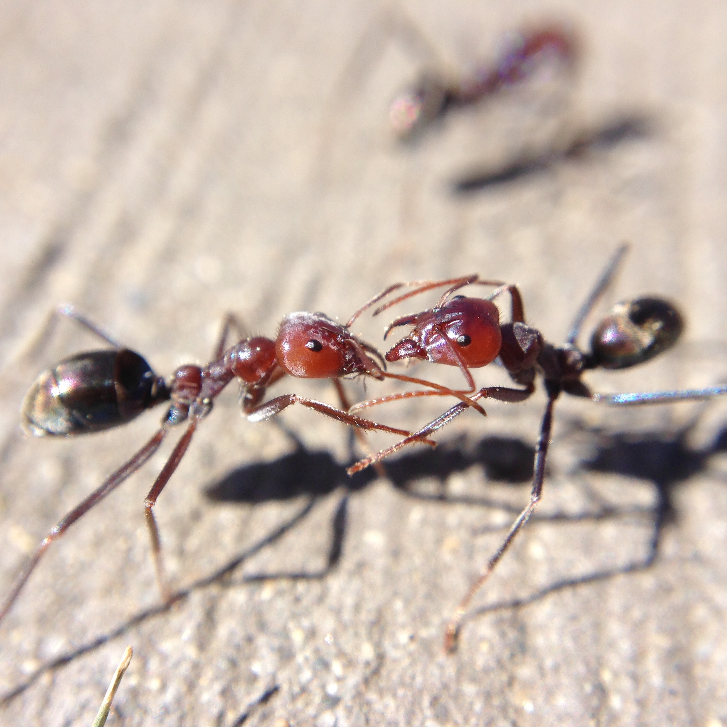 Close up of two ants fighting