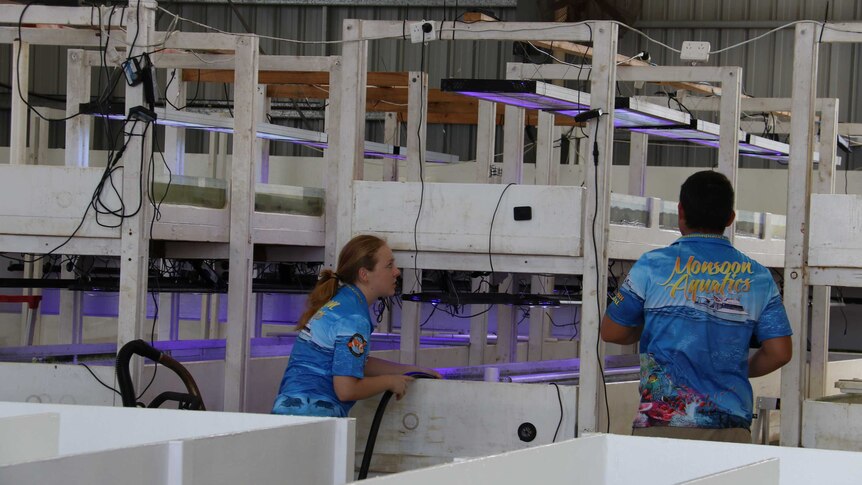 Checking fish tanks at Monsoon Aquatics