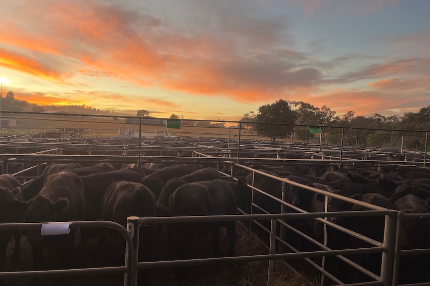 calf in pen at dawn
