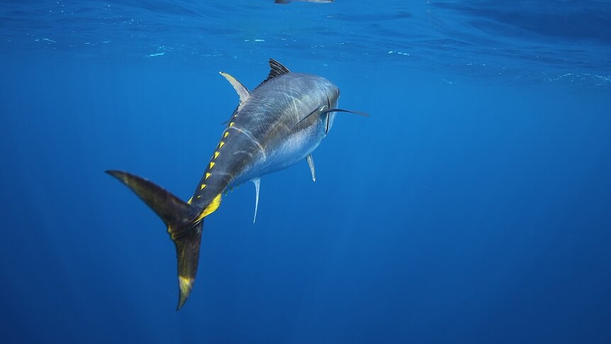The Southern Bluefin Tuna