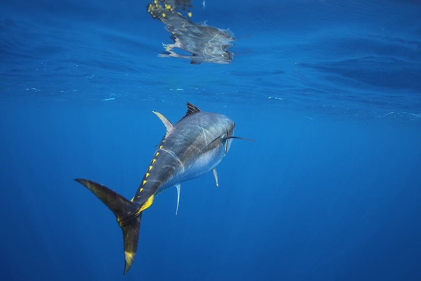 A southern blue fin tuna swims through the ocean.