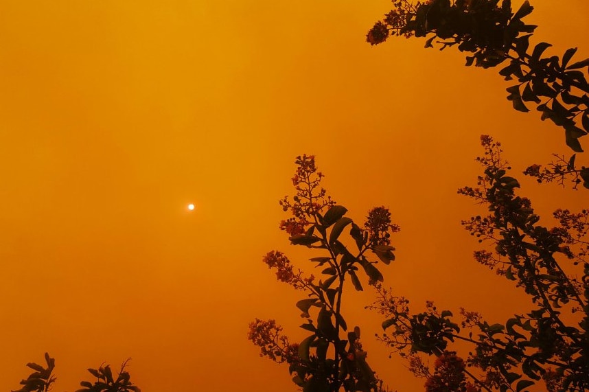 A bright orange sky over Harvey caused by the Waroona bushfire, with trees on the edge of the frame.