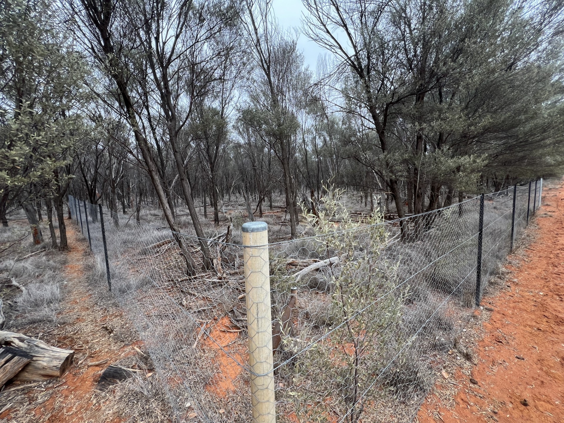 a chicken wire fence around a wooded area