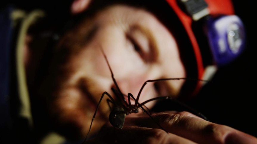 Bookend Trust director Niall Doran lets a Tasmanian cave spider walk on his hand.