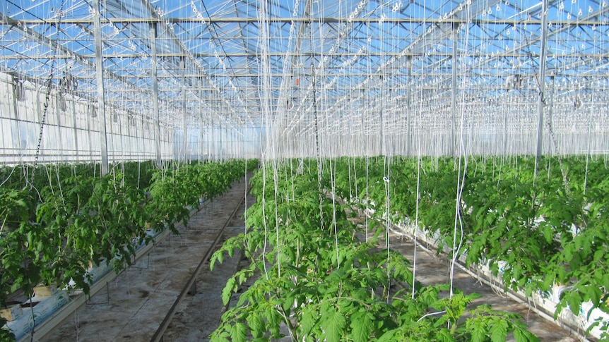 Tomatoes growing inside a greenhouse