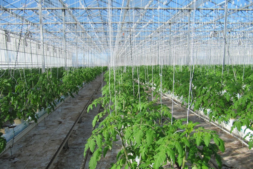 Tomatoes growing inside a greenhouse