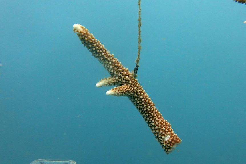 Coral fragment handing from a 'tree' as part of a study to re-plant coral on the Great Barrier Reef.