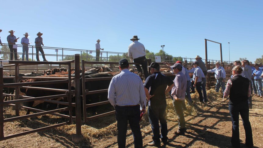 Buyers bidding on cattle at the Alice Springs Bohning Yards