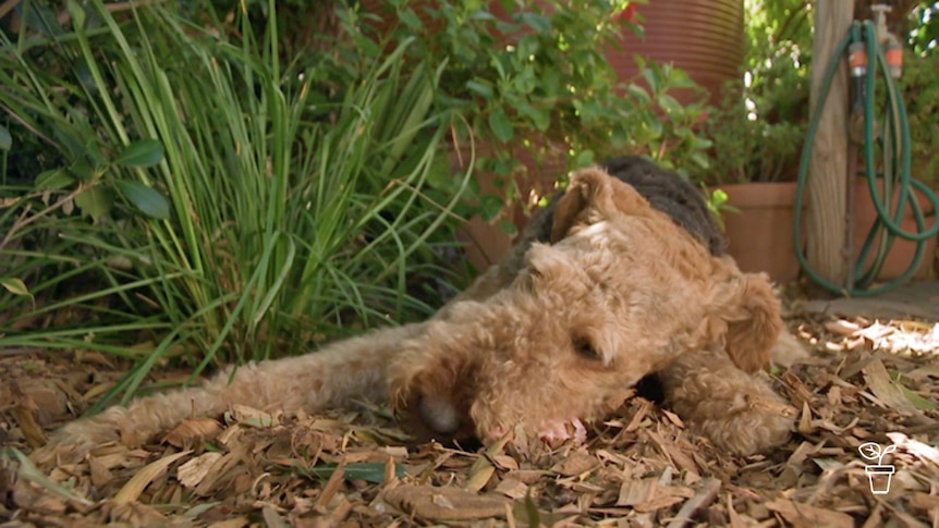 Dog lying in garden eating a bone