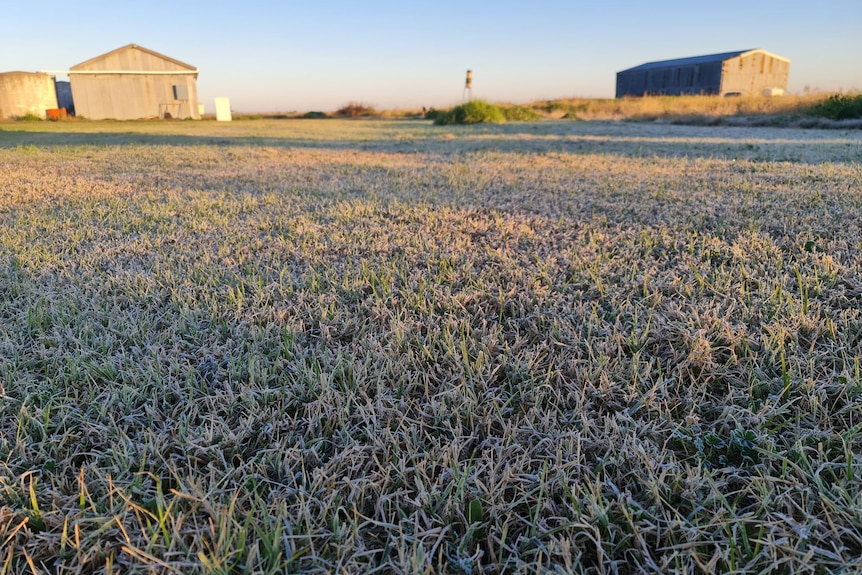 A grassy field covered in frost.