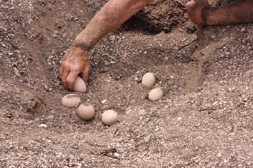 Seven small Malleefowl eggs with a mans hand touching one 