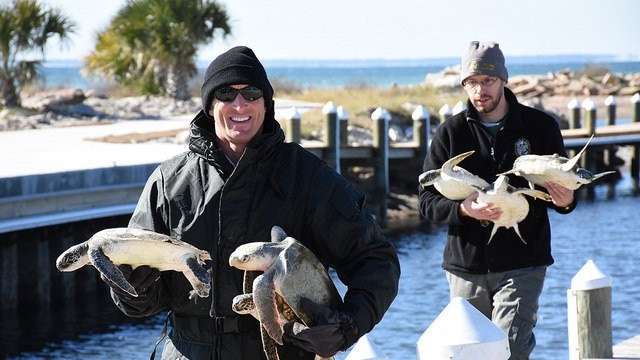 Wildlife volunteers carry cold-stunned sea turtles in Florida.