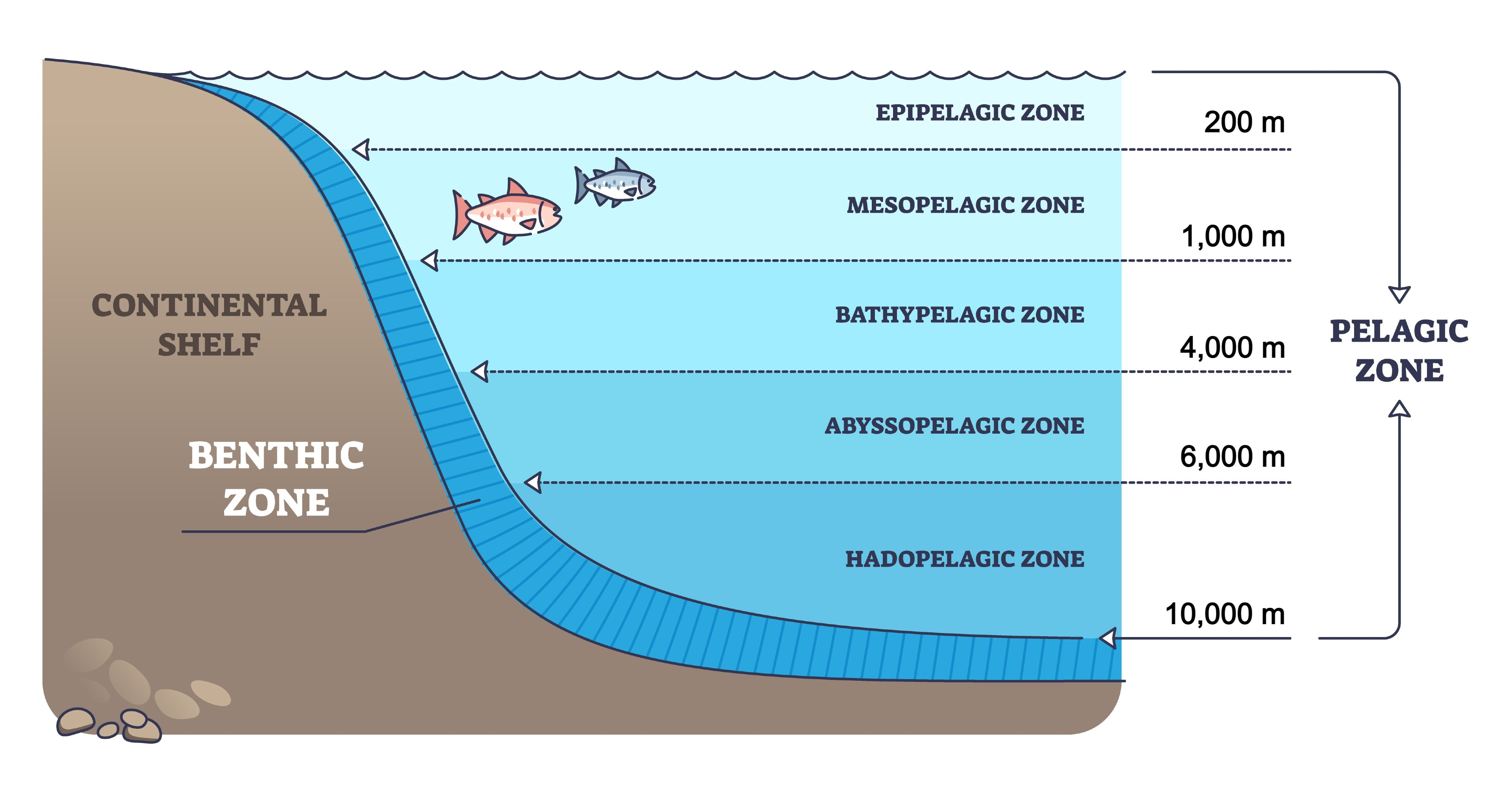 A diagram showing five pelagic zones from surface to hadopelagic and the benthic zone 