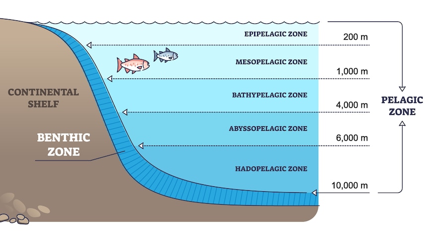 A diagram showing five pelagic zones from surface to hadopelagic and the benthic zone 