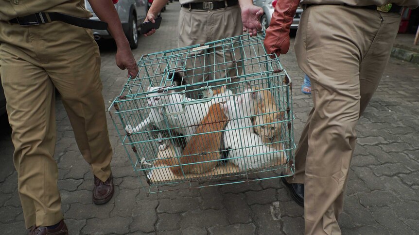 Image of three men carrying a cage full of cats down a street