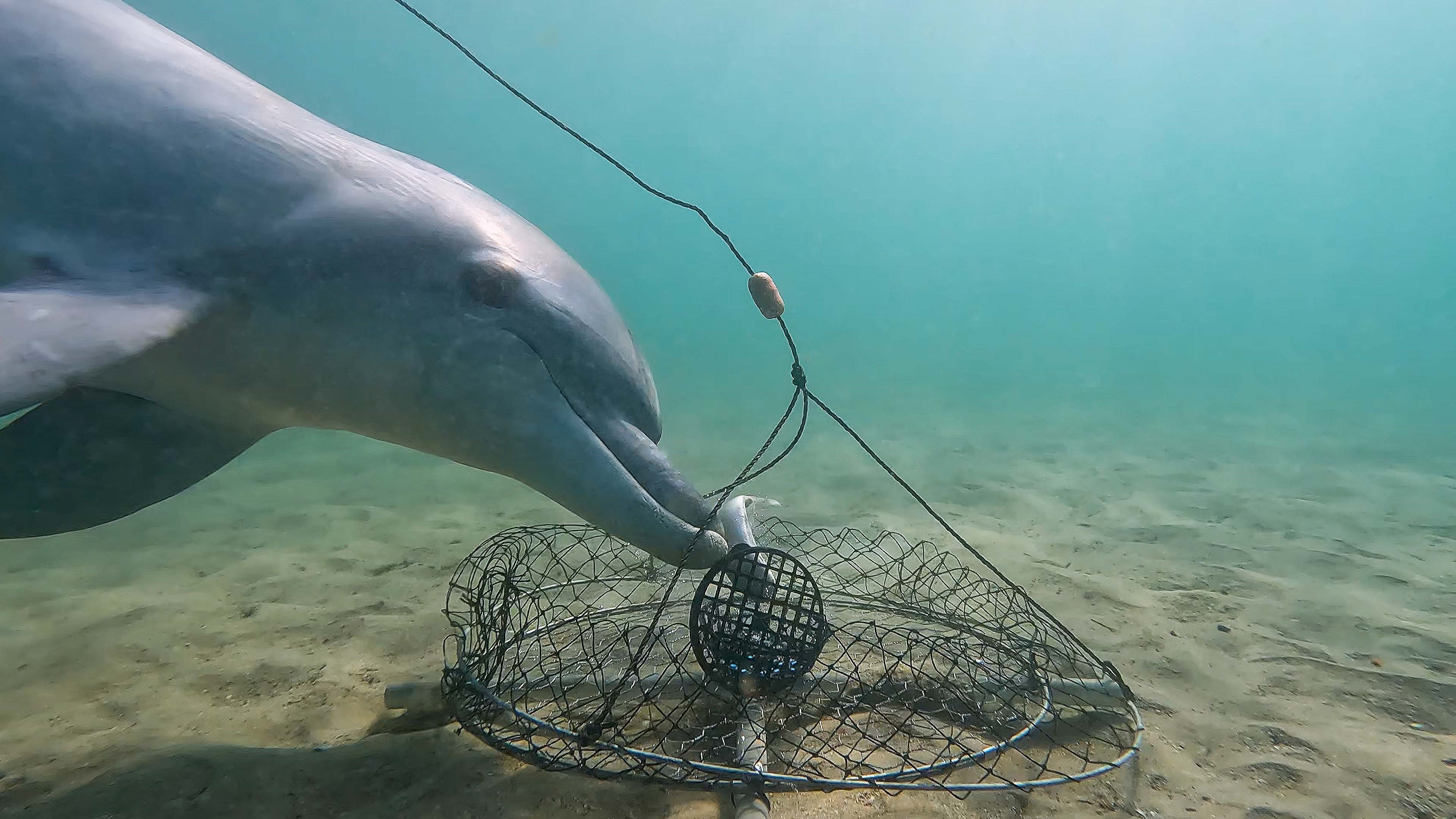A dolphin looks into the camera while stealing bait from a crab pot.