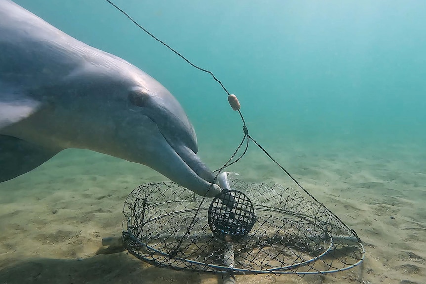 A dolphin looks into the camera while stealing bait from a crab pot.