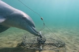 A dolphin looks into the camera while stealing bait from a crab pot.