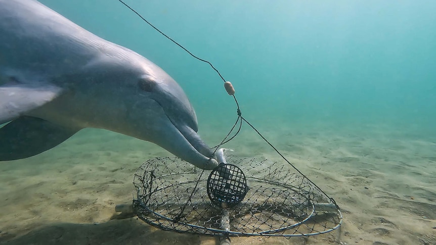 A dolphin looks into the camera while stealing bait from a crab pot.