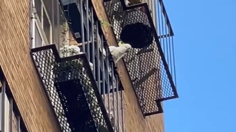 A photo of a cockatoo looking over a balcony