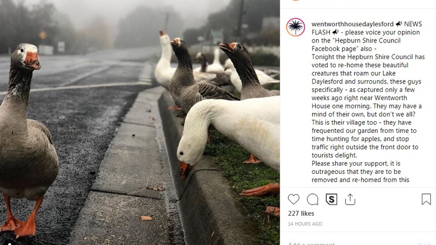 A photo of geese in misty Daylesford walk on and near a road.