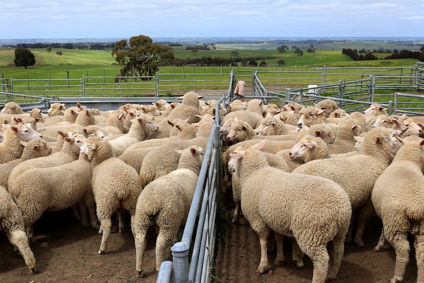Mob of sheep at the Tierney sisters' farm in Carapook, Victoria