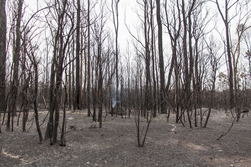 Burnt bush near Kurri Kurri.