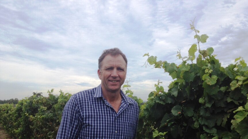 Man stands beside grape vine under a cloudy sky