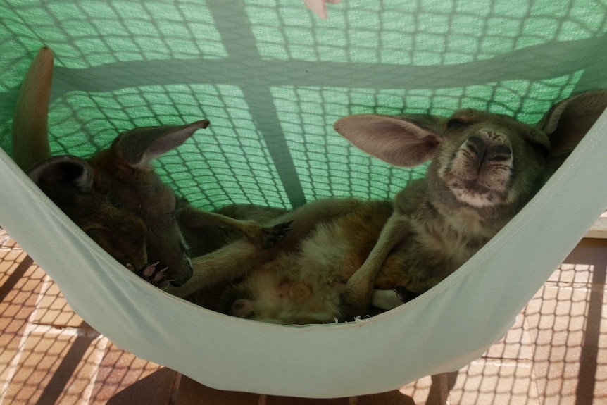 Two kangaroo joeys in a small green hammock.