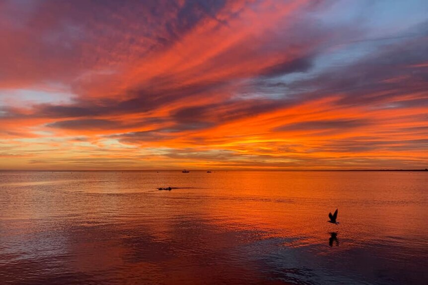 An orange sky reflects over water as a bird flies by