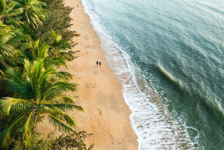 An aerial view of palm trees, sand and the ocean.