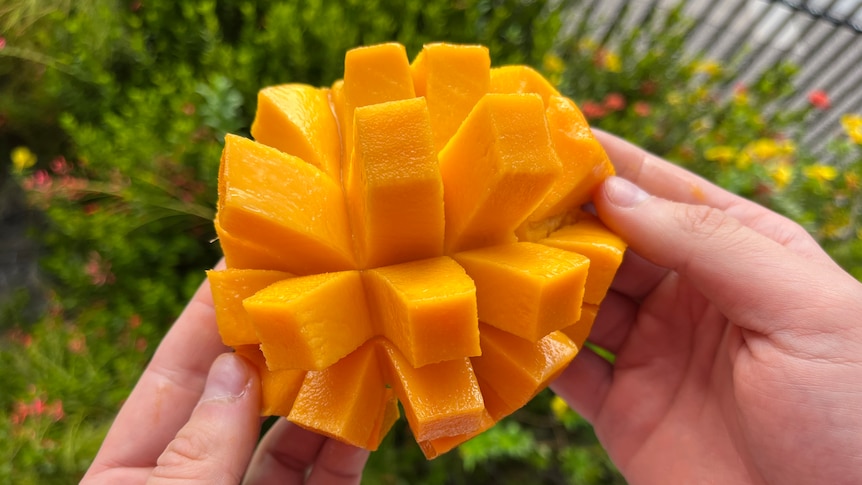 Cut mango is held in hands